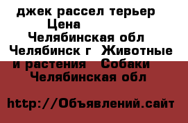 джек рассел терьер › Цена ­ 25 000 - Челябинская обл., Челябинск г. Животные и растения » Собаки   . Челябинская обл.